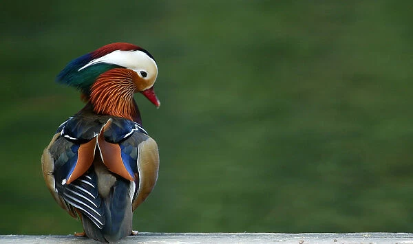 A Mandarin duck is pictured at a park in Santander, Spain