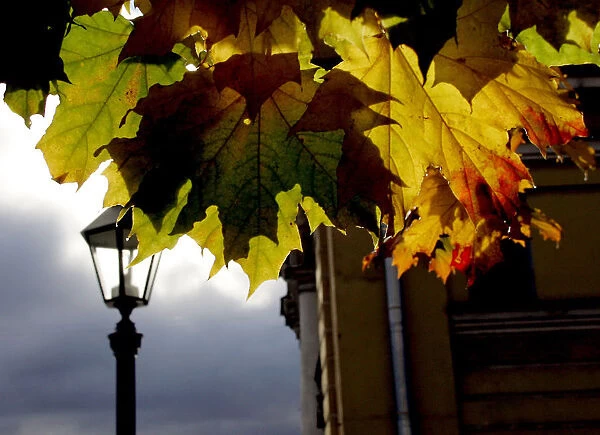 Maple leaves are illuminated by the sun outside the Peter and Paul fortress in St