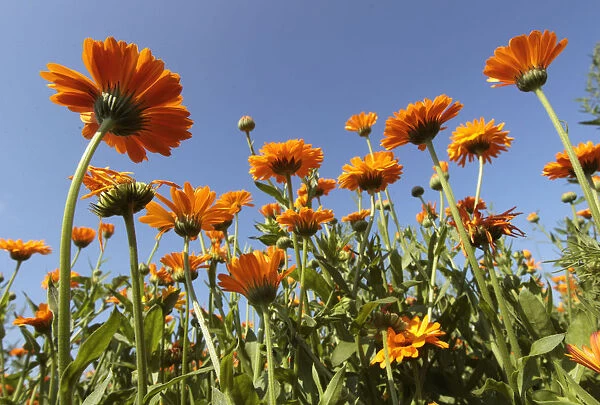 Marigold flowers are seen at a field of a private plantation near the village of