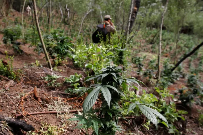 Framed Print : A marijuana leaf is pictured during a military operation to destroy a marijuana Framed Print : A marijuana leaf is pictured during a military operation to destroy a marijuana