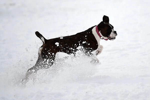 Matilda the boxer dog runs in the snow at the Phoenix Park in Dublin