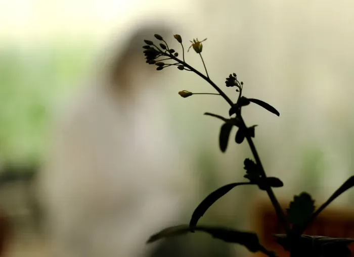 Framed Print : A maturing canola plant is silhouetted by a growth room window at Monsanto Canadas plant Framed Print : A maturing canola plant is silhouetted by a growth room window at Monsanto Canadas plant