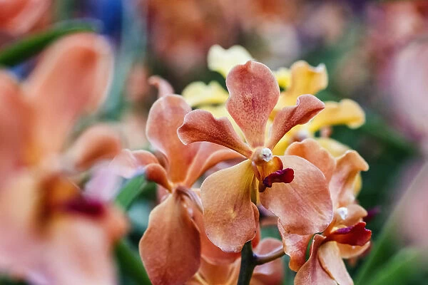 Mayara Mandai Sunlight hybrid orchids are seen during the Orchid Extravaganza 2019 floral