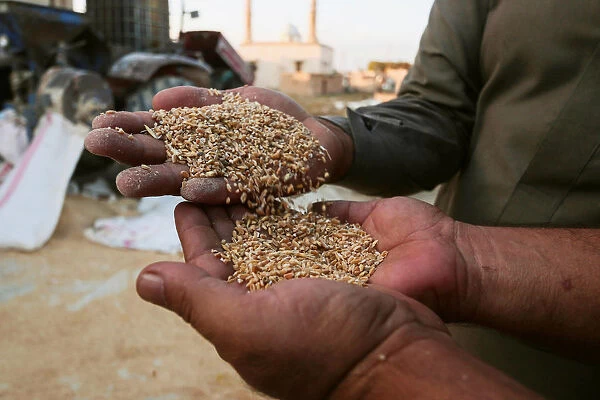 Men display wheat in Ras al-Ain