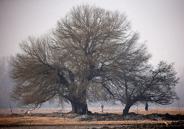 Men walk under trees along a wetland on a winter day on the outskirts of Srinagar