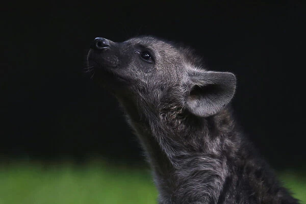 A Mexican hyena cub is pictured during a media tour in Chapultepec Zoo in Mexico City