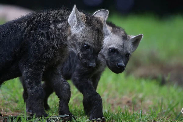 Two Mexican hyena cubs are seen during a media tour in Chapultepec Zoo in Mexico City