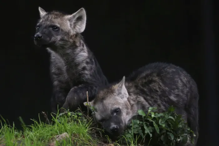 Framed Print : Two Mexican hyena cubs are seen during a media tour in Chapultepec Zoo in Mexico City Framed Print : Two Mexican hyena cubs are seen during a media tour in Chapultepec Zoo in Mexico City