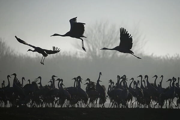 Migrating cranes stand as others fly over the Hula Lake Ornithology