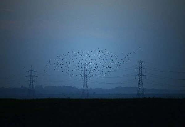 Migrating starlings fly at dusk past electricity pylons silhouetted by the sunset of a