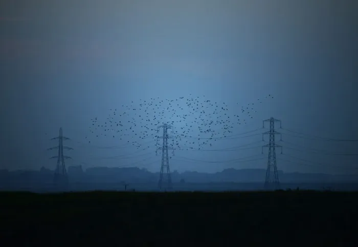 Framed Print : Migrating starlings fly at dusk past electricity pylons silhouetted by the sunset of a
