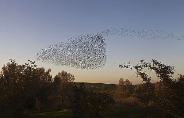 Migrating starlings fly in formation across the sky near the southern Israeli town