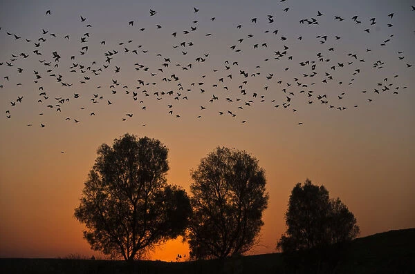 Migrating starlings fly across the sky during sunset near the southern Israeli town