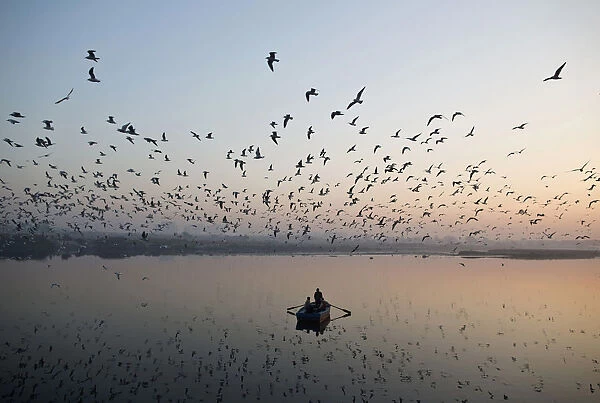 Migratory birds fly above men rowing a boat on the Yamuna river in the old quarters