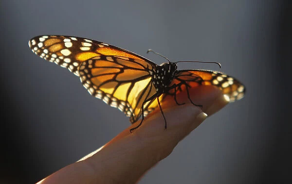 A monarch butterfly rests on a visitors hand at the Monarch Grove Sanctuary in Pacific