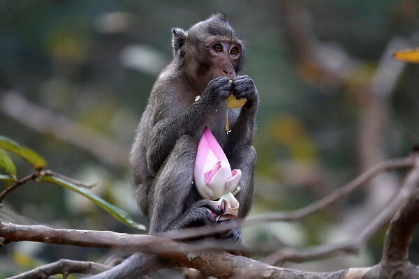 A monkey eats a lotus flower, during the annual Makha Bucha Day which celebrates Buddha s
