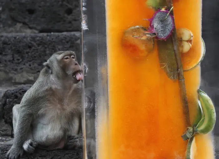 Framed Print : A monkey licks a block of ice with fruits encased in it during the annual Monkey Buffet Framed Print : A monkey licks a block of ice with fruits encased in it during the annual Monkey Buffet