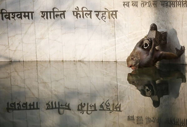 A monkey is reflected on a pond while drinking water in Kathmandu