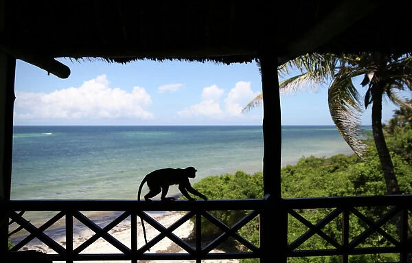 A monkey walks on a railing overlooking Diani Beach in Southern Kenya
