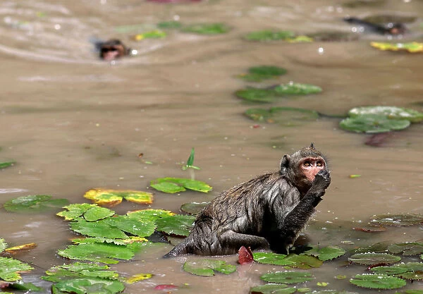 Monkeys collect lotus in a lake to eat as food, at a temple near Angkor Wat, in Siem Reap