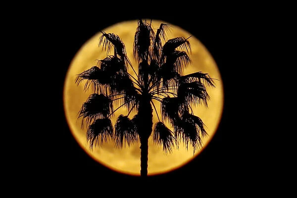 A full moon rises past a palm tree in Encinitas
