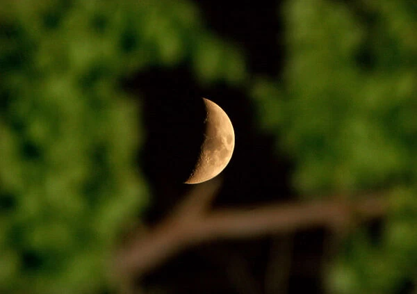 The moon is seen through the branches of a tree in Tehran