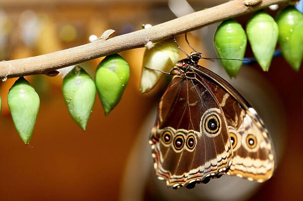 A Morpho peleides butterfly, also known as the Blue Morph, perches on a branch at