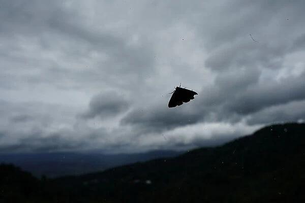A moth is seen on a glass window at a mountain village in Nannuoshan