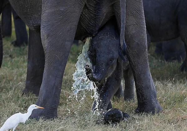 A mother elephant urinates while baby observes at Kaudulla national park in Habarana