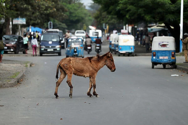 Motorist drive past an emaciated horse with a broken leg in Hawassa