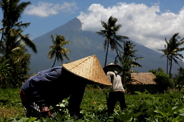 Mount Agung is seen as farmers tend their crops near Amed, Bali