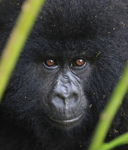 A mountain gorilla looks out of a clearing in Virunga national park in the Democratic