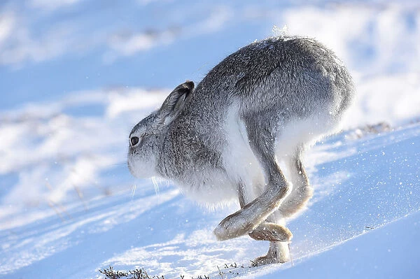 A mountain hare runs in the snow on the top plateau of a mountain in the Cairngorms