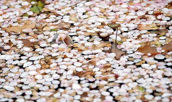 A mouth of a carp is seen at a pond covered with petals of cherry blossoms at a park in