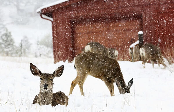 Mule deer are seen in snow during a late spring snow storm in Golden