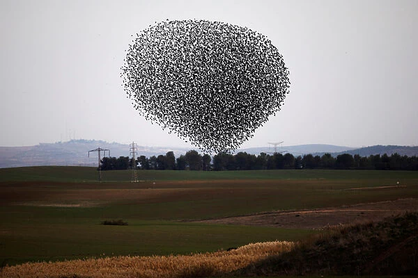 Murmuration of migrating starlings fly in a group over a field near Kiryat Gat