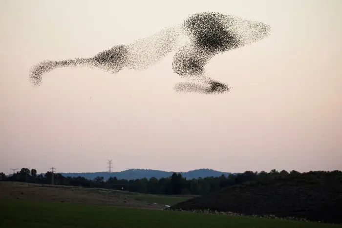 Framed Print : A murmuration of migrating starlings fly in a group over a field near Kiryat Gat Framed Print : A murmuration of migrating starlings fly in a group over a field near Kiryat Gat