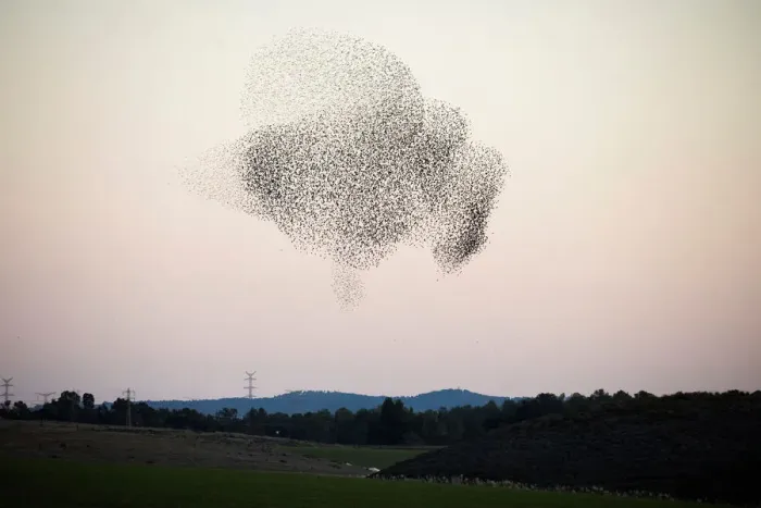 Framed Print : A murmuration of migrating starlings fly in a group over a field near Kiryat Gat