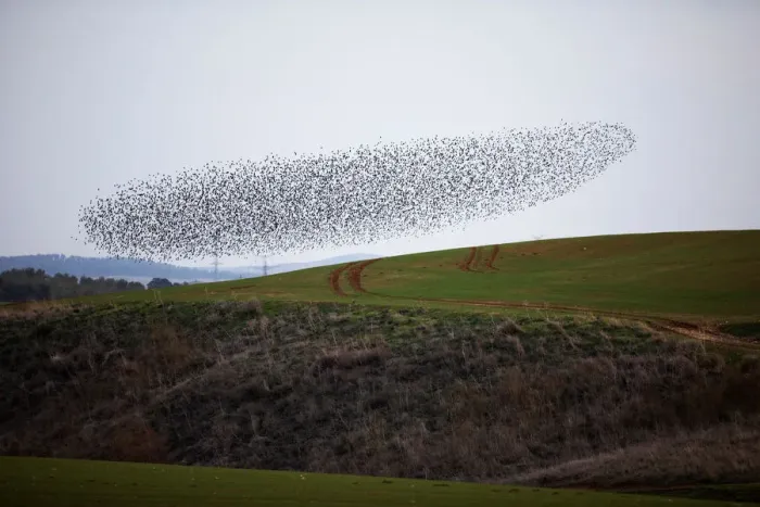 Framed Print : A murmuration of migrating starlings fly in a group over a field near Kiryat Gat