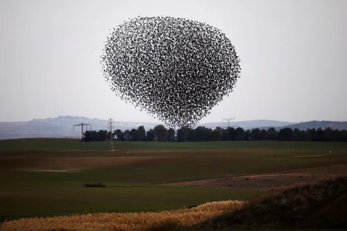 Framed Print : Murmuration of migrating starlings fly in a group over a field near Kiryat Gat