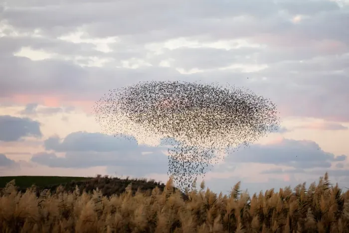 Framed Print : A murmuration of migrating starlings fly in a group over a field near Kiryat Gat
