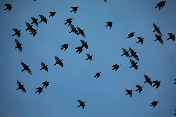 A murmuration of migrating starlings fly in a group near Kiryat Gat, southern Israel