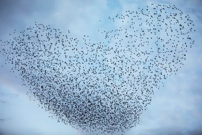 Framed Print : A murmuration of migrating starlings fly in a group near Kiryat Gat, southern Israel Framed Print : A murmuration of migrating starlings fly in a group near Kiryat Gat, southern Israel