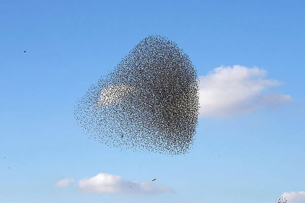 A murmuration of migrating starlings is seen across the sky near the city of Beer Sheva