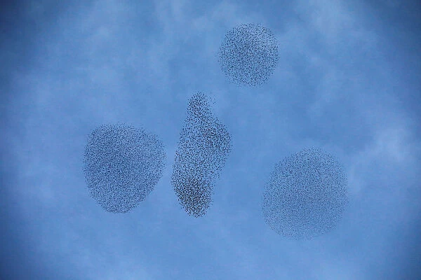 A murmuration of migrating starlings is seen across the sky near the city of Rahat