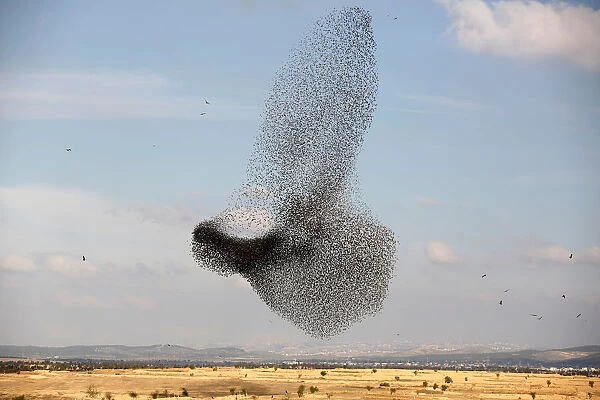 A murmuration of migrating starlings is seen across the sky near the village of Beit Kama
