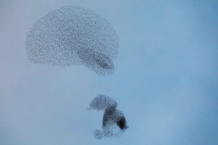 Framed Print : A murmuration of migrating starlings is seen across the sky near the city of Rahat Framed Print : A murmuration of migrating starlings is seen across the sky near the city of Rahat
