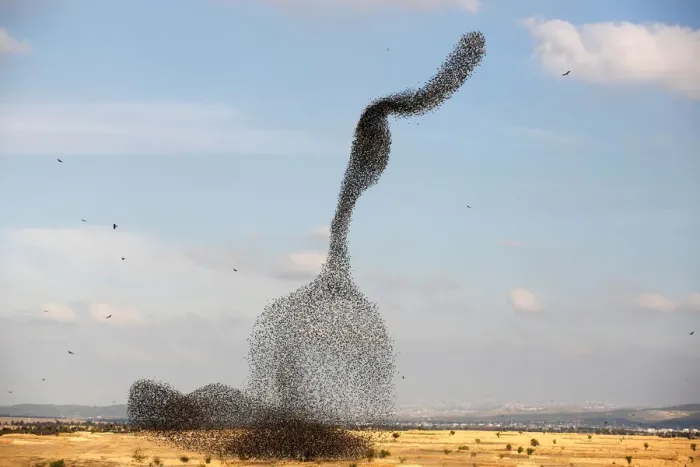 Framed Print : A murmuration of migrating starlings is seen across the sky near the village of Beit Kama Framed Print : A murmuration of migrating starlings is seen across the sky near the village of Beit Kama
