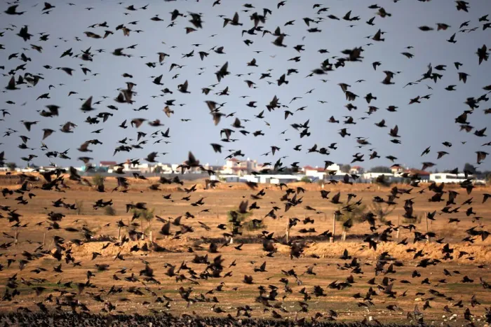 Framed Print : A murmuration of migrating starlings is seen across the sky near the village of Beit Kama