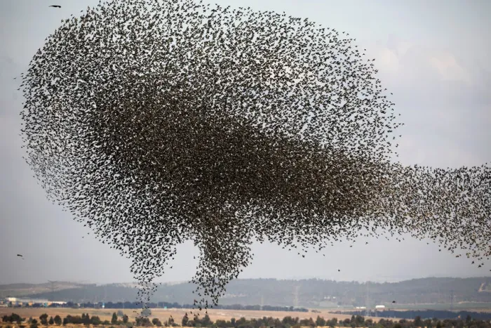 Framed Print : A murmuration of migrating starlings is seen across the sky near the village of Beit Kama